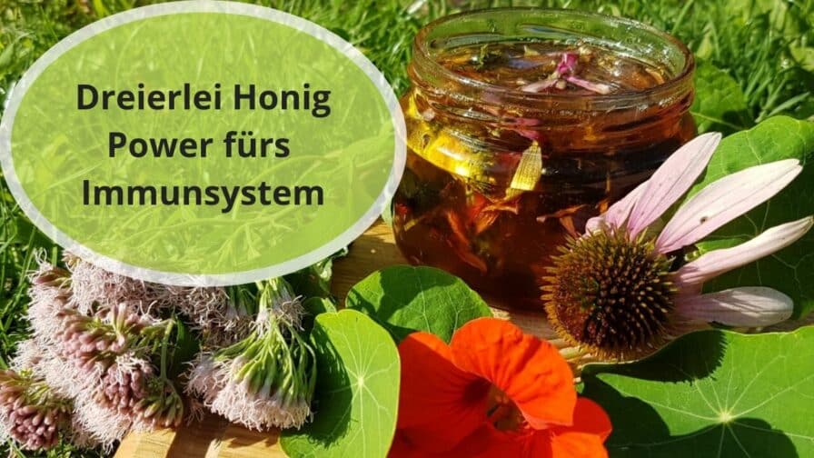 der wunderschöne Sonnenhut hat auch noch Heilkraft !
