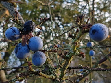 Reife, blau bereifte Schlehen an einem dornigen Schwarzdornzweig