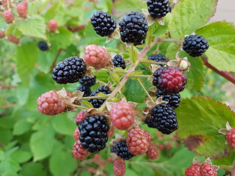 Brombeerranke mit reifen schwarzen und noch roten, unreifen Brombeeren zwischen grünen Blättern