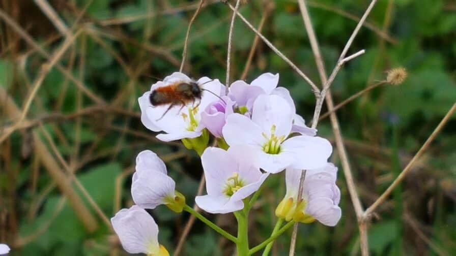 Blassviolette Blüten des Wiesenschaumkrauts, auf einer Blüte sitzt eine Wildbiene