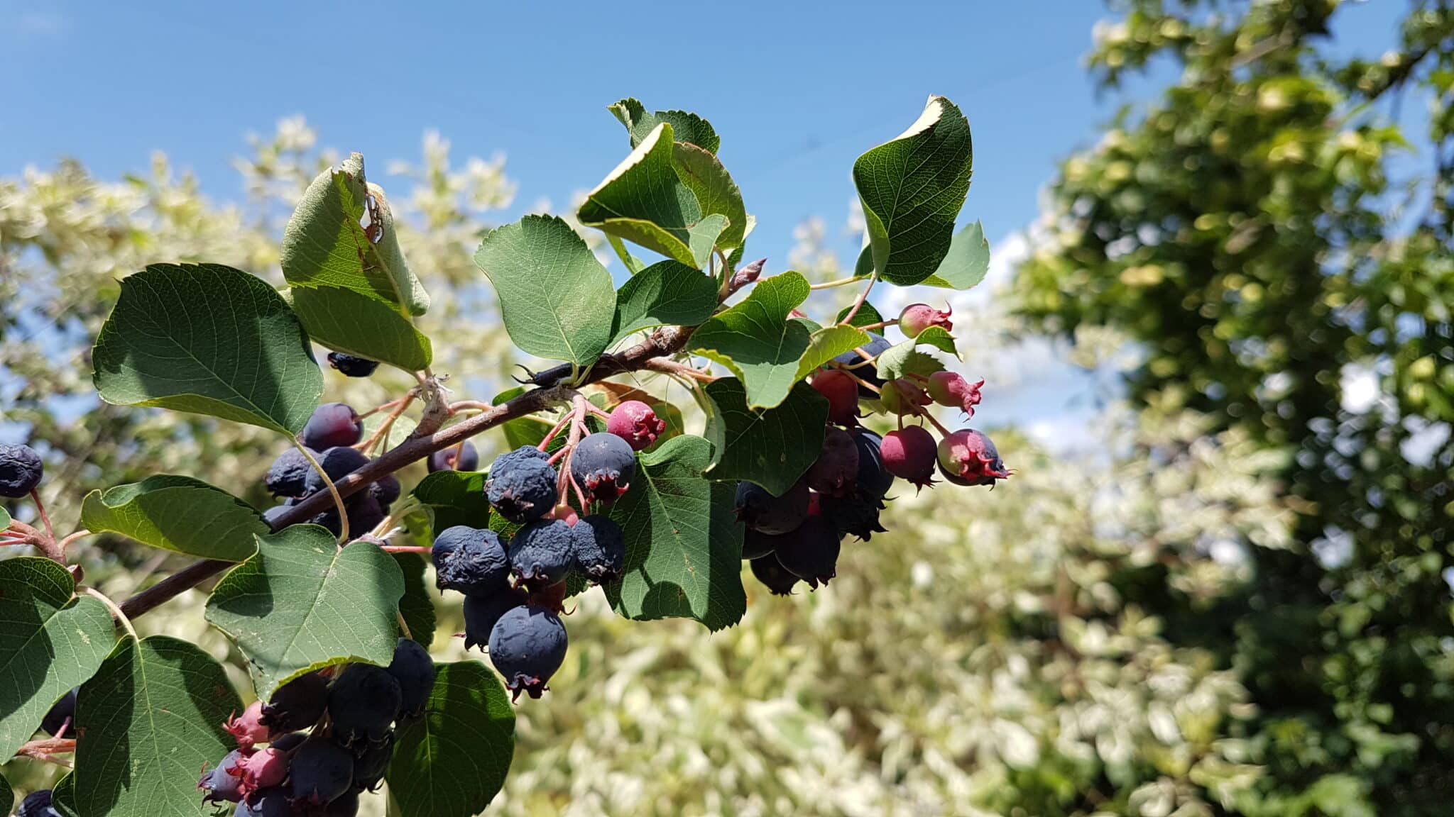 Felsenbirnen Fruchtaufstrich Felsenbirnen Fruchtaufstrich