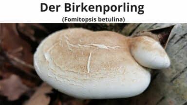 Birkenporling