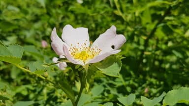 Blüte einer Wildrose mit fünf hellrosa Blütenblättern und gelben Staubblättern