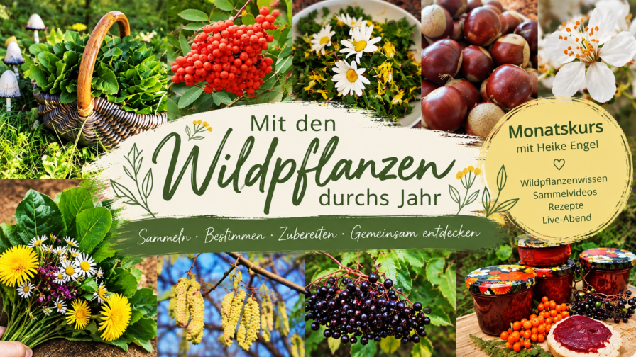 Kursbild „Mit den Wildpflanzen durchs Jahr“: Monatskurs mit Heike Engel zum Sammeln, Bestimmen und Zubereiten von Wildpflanzen