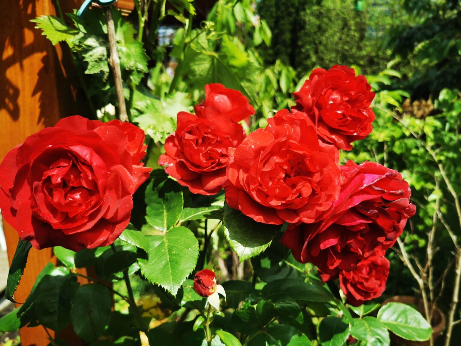 Erdbeerkuchen - köstlich und glutenfrei