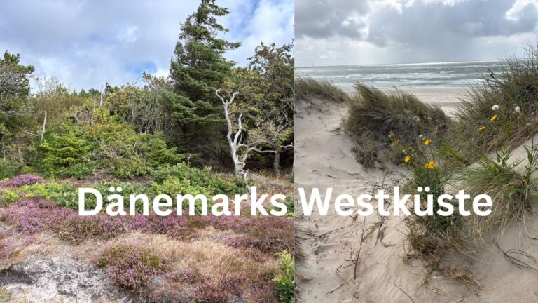 Heidelandschaft und Dünen an Dänemarks Westküste