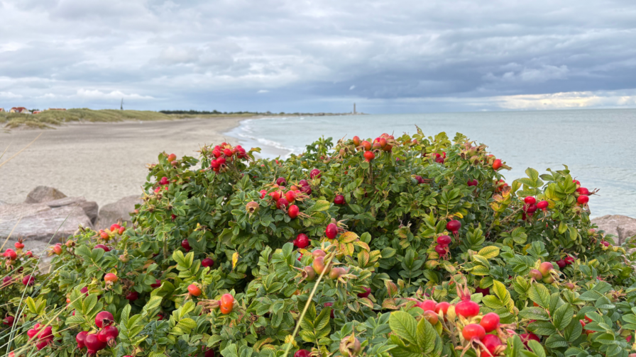 Blick vom Stellplatz bei Skagen auf Hagebutten, Strand und die Ostsee