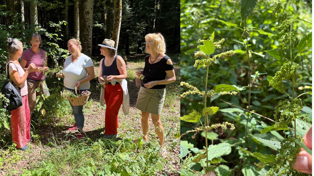 Heike Engel erklärt einer Gruppe Wildpflanzen im Wald