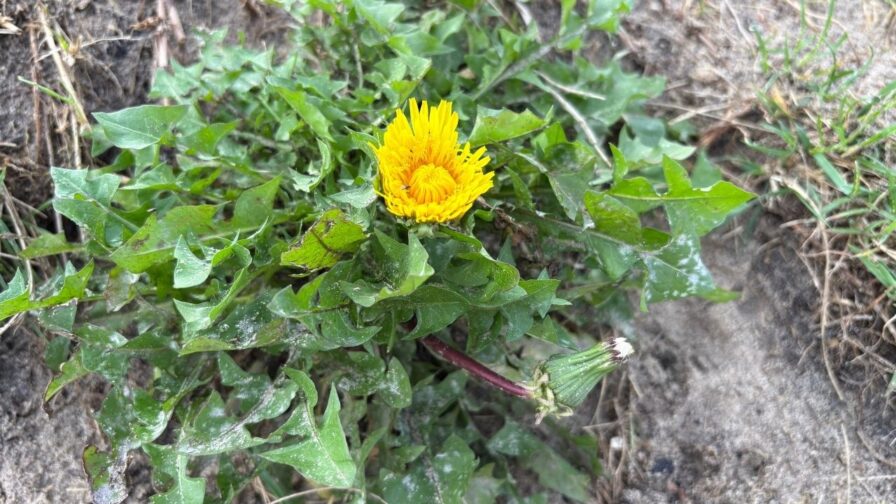 Blühender Löwenzahn mit gelber Blüte und gezähnten grünen Blättern am Boden