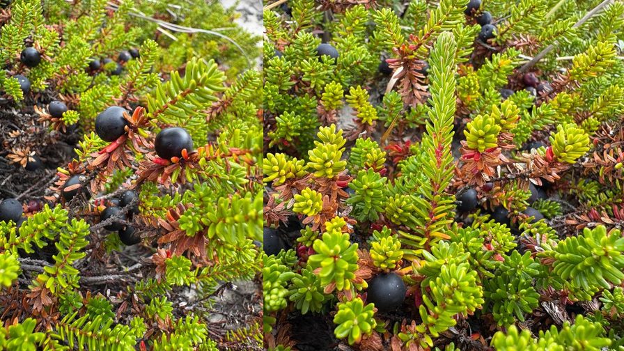 Schwarze Krähenbeere mit reifen schwarzen Früchten bei Lyngvig Fyr an der dänischen Westküste