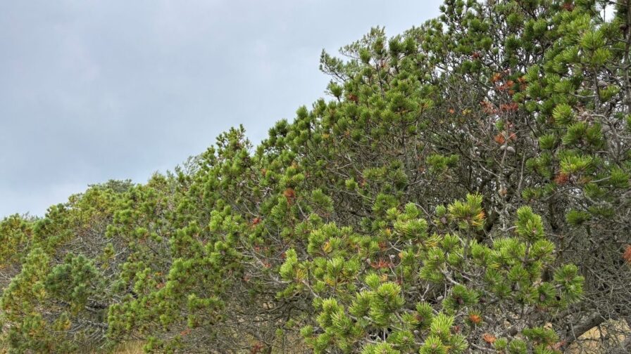 Bergkiefer mit dichtem, niedrigem Wuchs in der Dünenlandschaft Nordjütlands