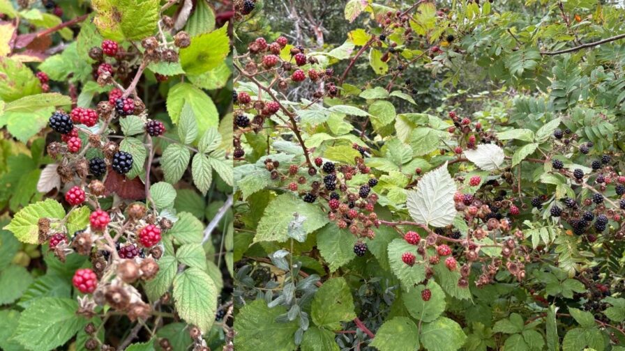 Reife und unreife Brombeeren an üppigen Brombeersträuchern in Nordjütland