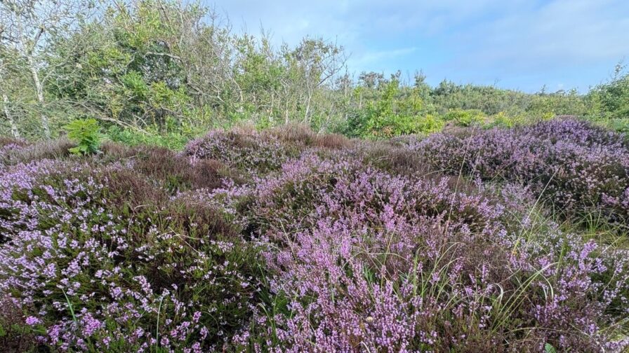 Blühende Besenheide an einem Stellplatz an der dänischen Ostsee