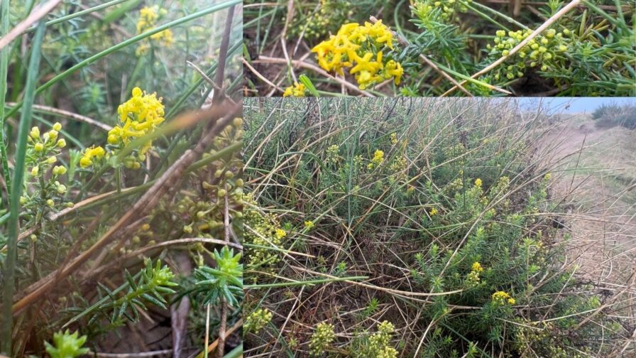 Echtes Labkraut mit gelben Blüten in den Dünen bei Rubjerg Knude in Dänemark