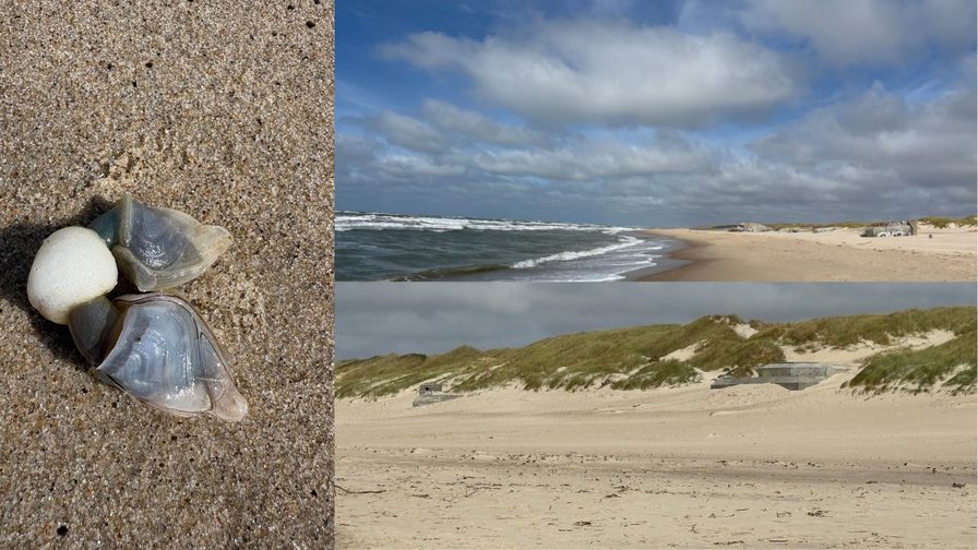 Angespülte Rankenfüßer am Nordseestrand bei Søndervig in Dänemark