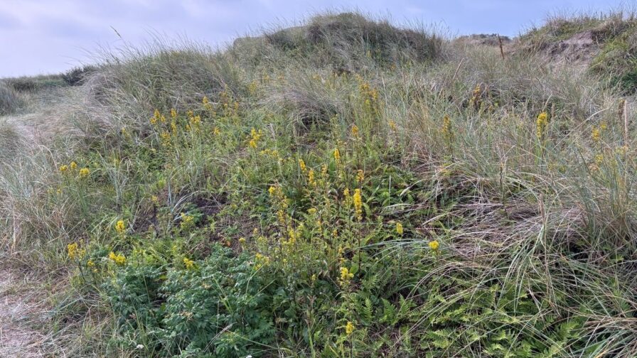 Goldrute mit gelben Blüten in den Dünen bei Grenen in Skagen