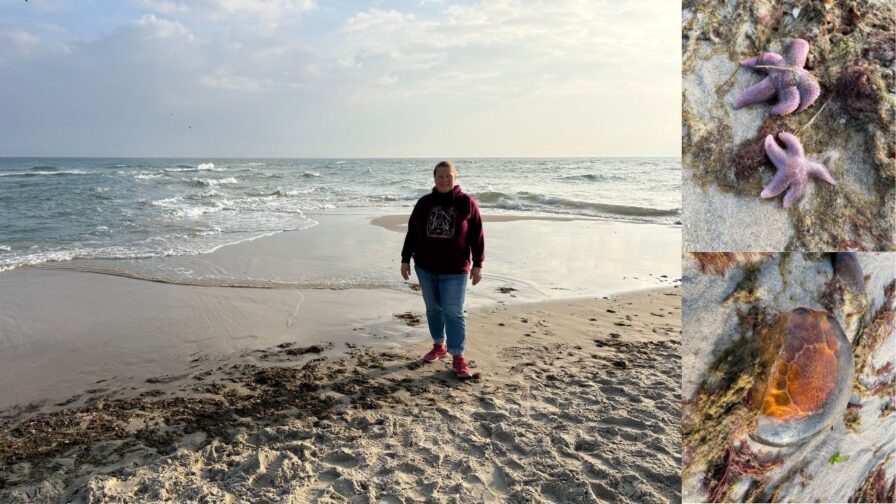 Am Strand von Grenen bei Skagen mit Seesternen und einer Qualle als Strandfunde