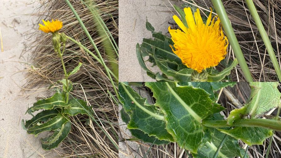Gänsedistel mit gelber Blüte und gezähnten Blättern in den Dünen von Thyborøn