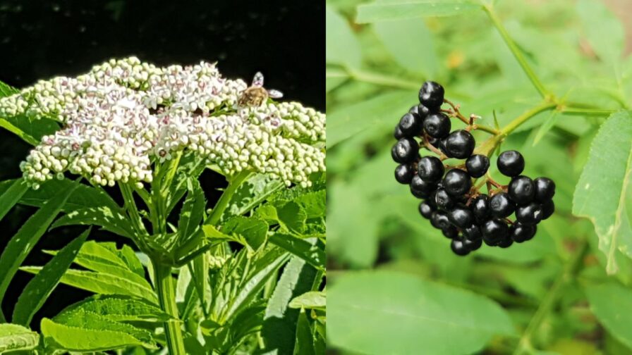 Zwergholunder (Attich) mit weißen Blüten und schwarzen Beeren – giftiger Verwechslungspartner des Schwarzen Holunders