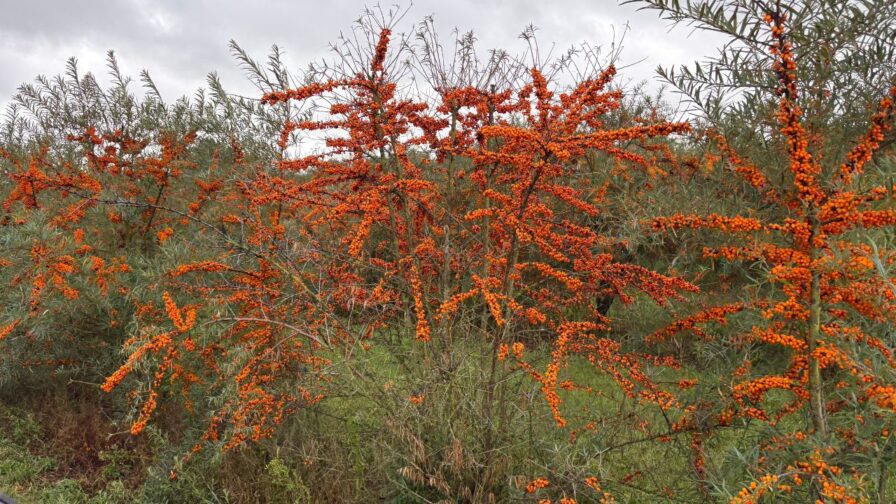 Sanddornplantage in Dänemark mit dicht behangenen Sträuchern voller reifer orangefarbener Beeren