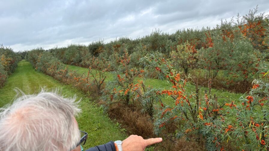 Sanddornbauer erklärt den Anbau zwischen den Reihen einer Sanddornplantage in Dänemark