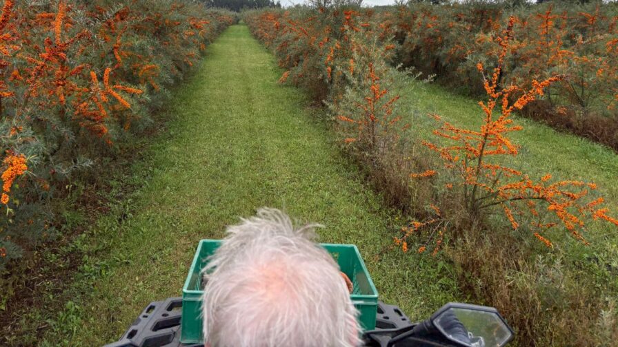 Blick vom Quad auf eine Sanddornplantage mit Reihen voller reifer orangefarbener Beeren in Dänemark