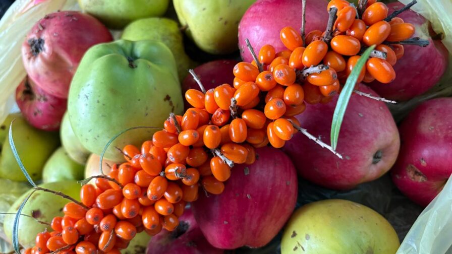 Frisch geernteter Sanddornzweig mit leuchtend orangefarbenen Beeren auf roten und grünen Äpfeln