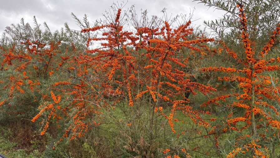 Üppig mit reifen orangefarbenen Beeren behangene Sanddornsträucher auf einer Plantage in Dänemark