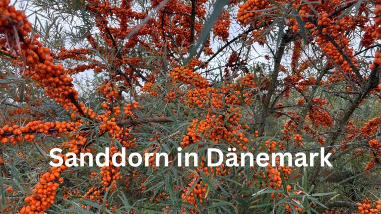 Sanddornstrauch mit zahlreichen reifen orangefarbenen Beeren in Dänemark