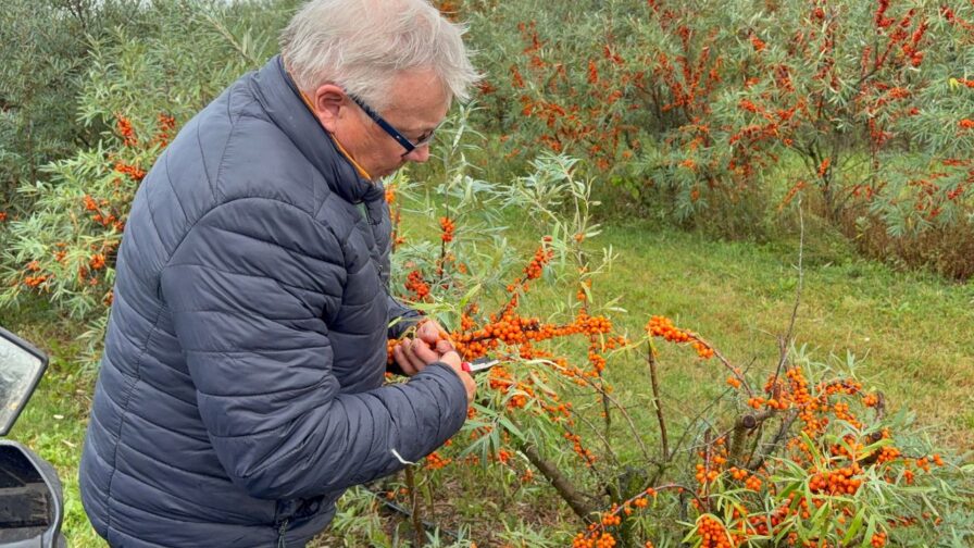 Sanddornbauer schneidet einen mit orangefarbenen Beeren besetzten Zweig in einer Sanddornplantage in Dänemark