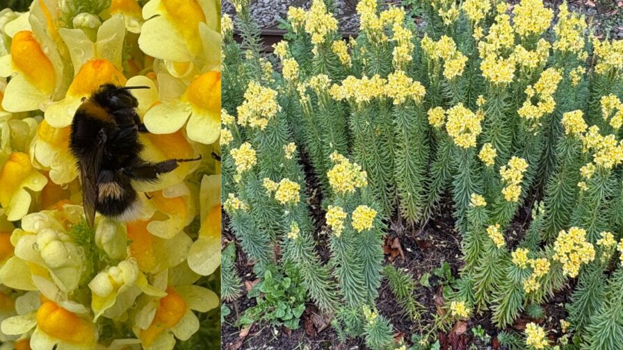 Gewöhnliches Leinkraut mit gelb-orangefarbenen Blüten und einer Hummel