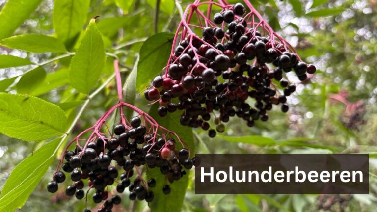 Reife schwarze Holunderbeeren des Schwarzen Holunders an rötlichen Fruchtstielen