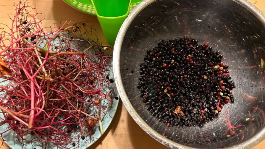 Abgerebelte Holunderbeeren des Schwarzen Holunders in einer Schüssel neben den leeren roten Fruchtständen