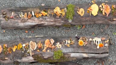Viele verschiedene Pilzfunde zum gemeinsamen Bestimmen auf einem Baumstamm im Schwäbischen Wald ausgebreitet