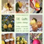 Cover des E-Books „Die Quitte – Cydonia oblonga“ von StrahleMensch mit Fotos von Quittenblüte, Quitten am Baum und im Korb, Quittenlikör und selbst gemachten Quittenprodukten