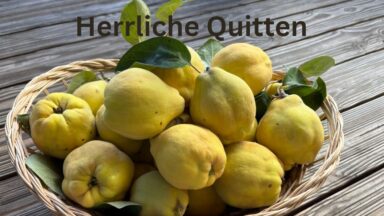 Reife gelbe Quitten mit Blättern in einem Korb auf einem Holztisch