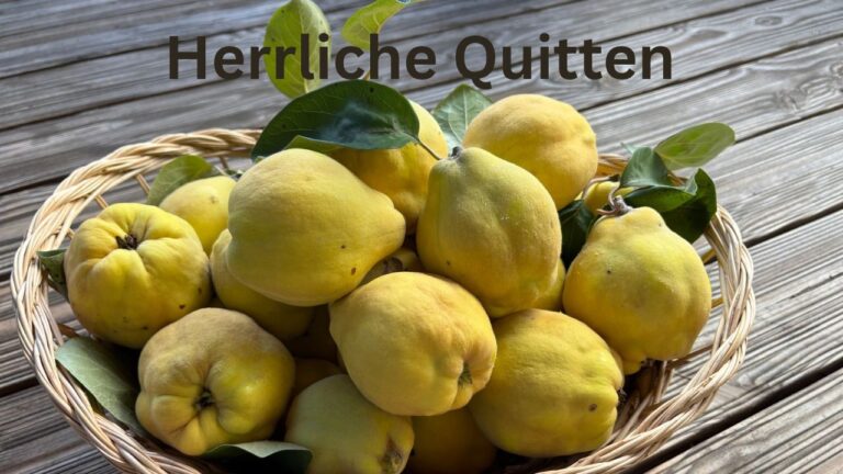 Reife gelbe Quitten mit Blättern in einem Korb auf einem Holztisch