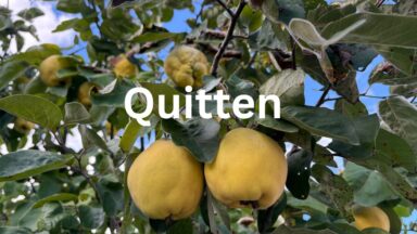 Reife gelbe Quitten hängen zwischen grünen Blättern am Baum in meinem Garten