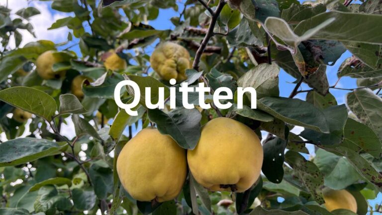 Reife gelbe Quitten hängen zwischen grünen Blättern am Baum in meinem Garten