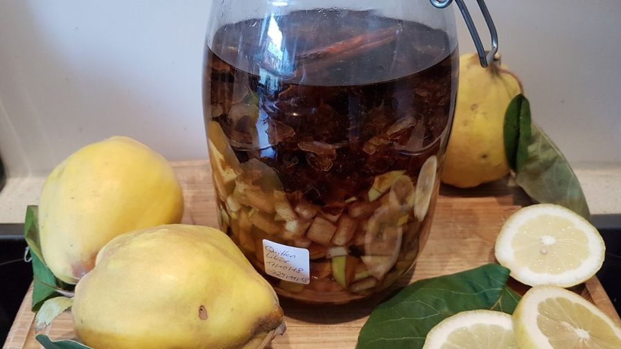 Glas mit selbst angesetztem Quittenlikör voller Quittenstücke, daneben ganze gelbe Quitten und Zitronenscheiben