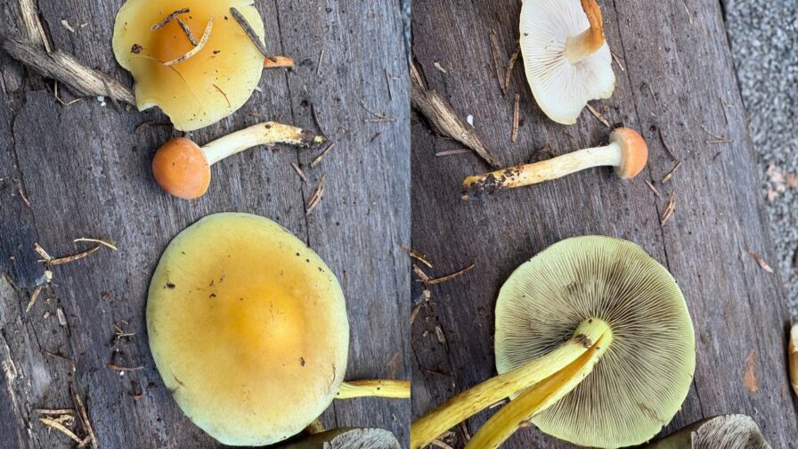 Drei Schwefelköpfe im Vergleich: unten Grünblättriger, Mitte Ziegelroter, oben Rauchblättriger
