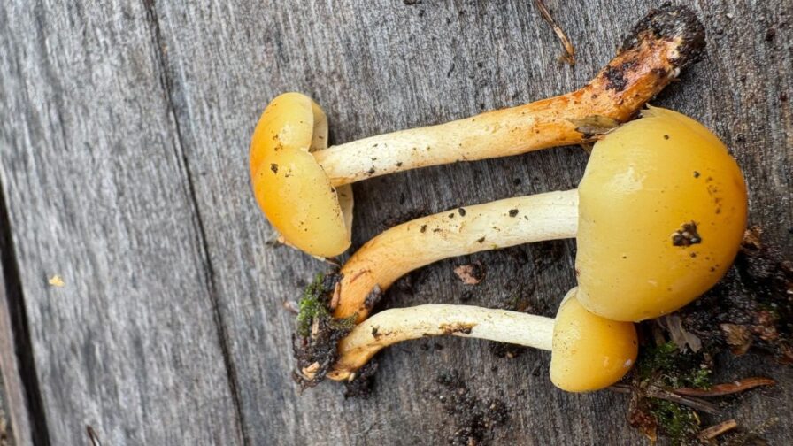 Drei Rauchblättrige Schwefelköpfe mit ockergelben Hüten auf einem Holzstamm