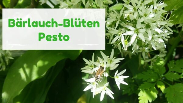 Bärlauch-BlütenPesto