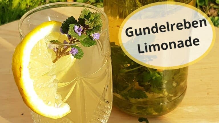 Gundelreben Limonade