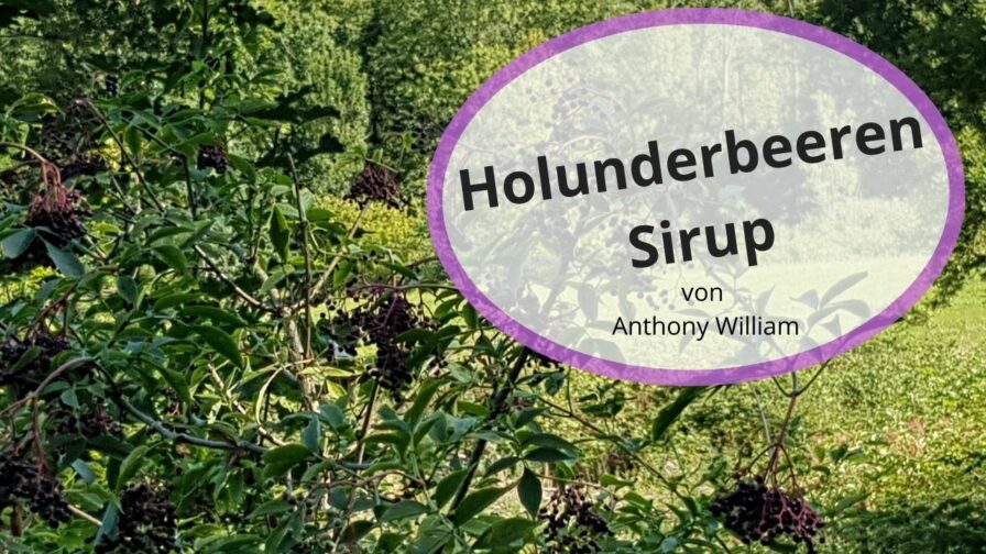 Holunder-Beeren-Sirup nach Anthony William