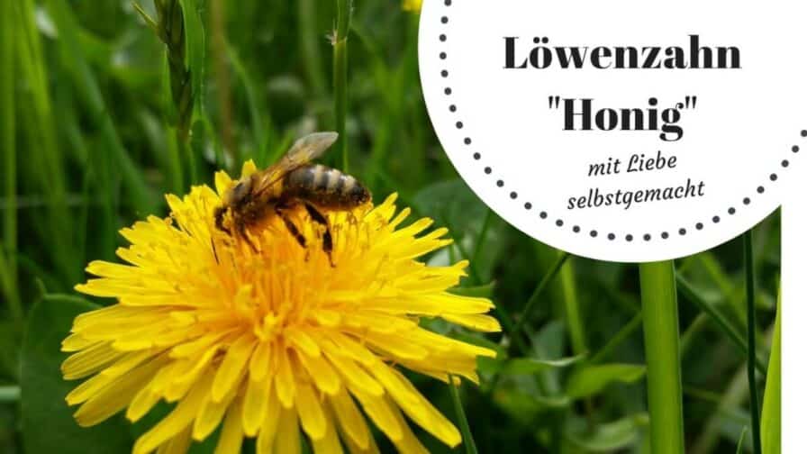 Löwenzahnhonig (c) Heike Engel