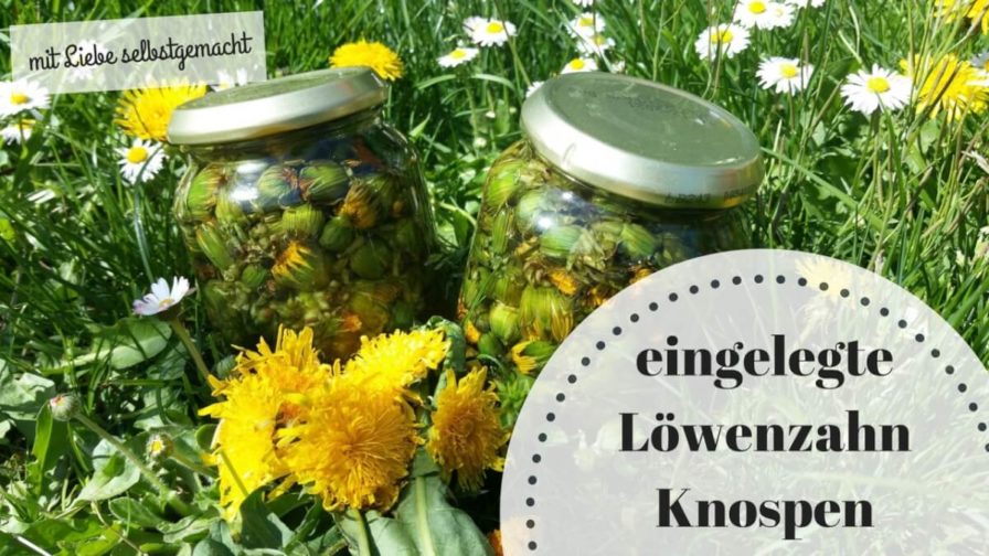 Löwenzahnknospen (c) Heike Engel