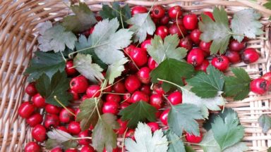 Korb mit frisch gesammelten roten Weißdornbeeren und gelappten Weißdornblättern