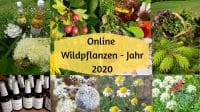 Wildpflanzenjahr 2020 Wildpflanzenjahr 2020